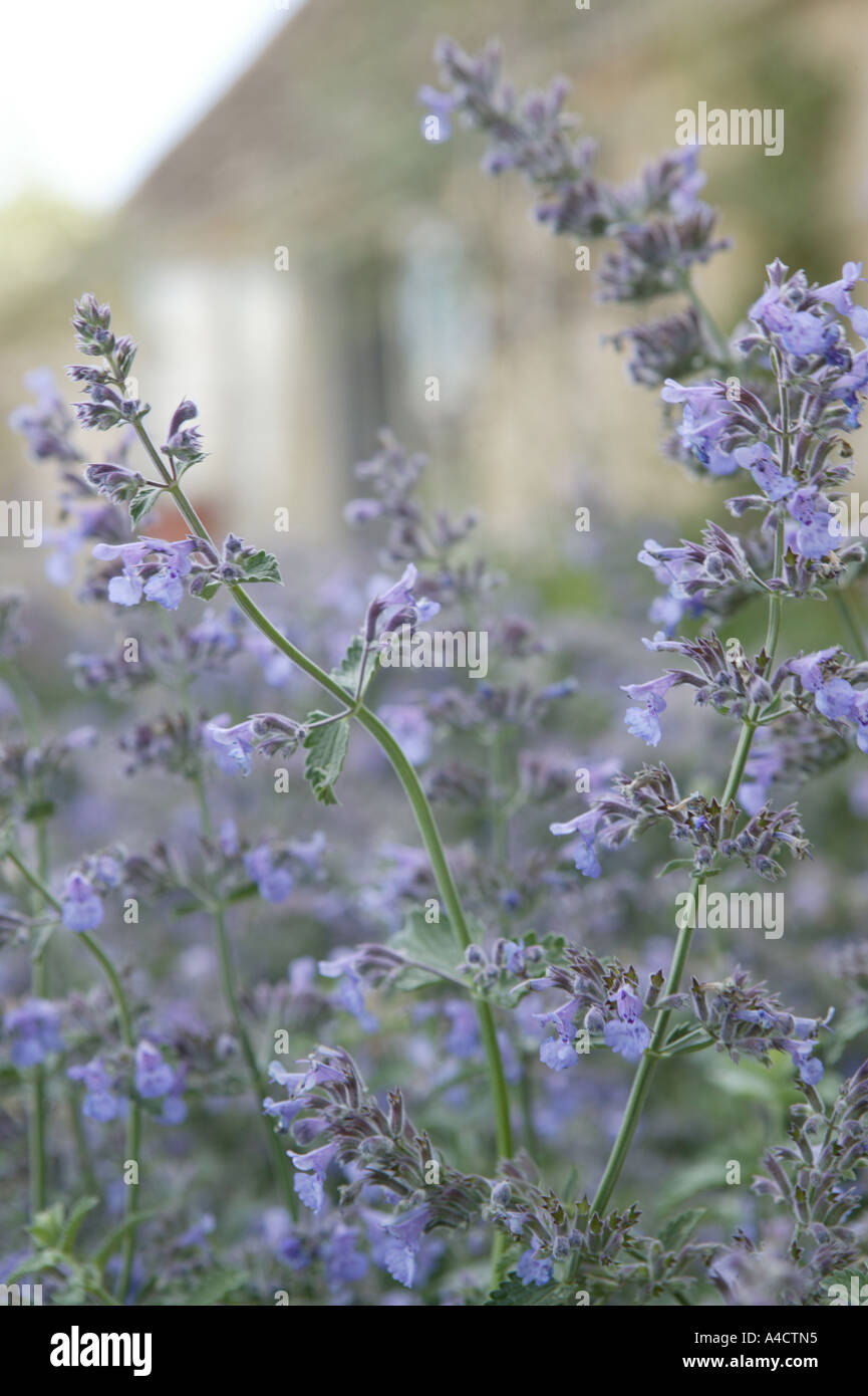 Spring Garden Lavendel leuchtend blau lila Blumen mit Anwesen dahinter Stockfoto