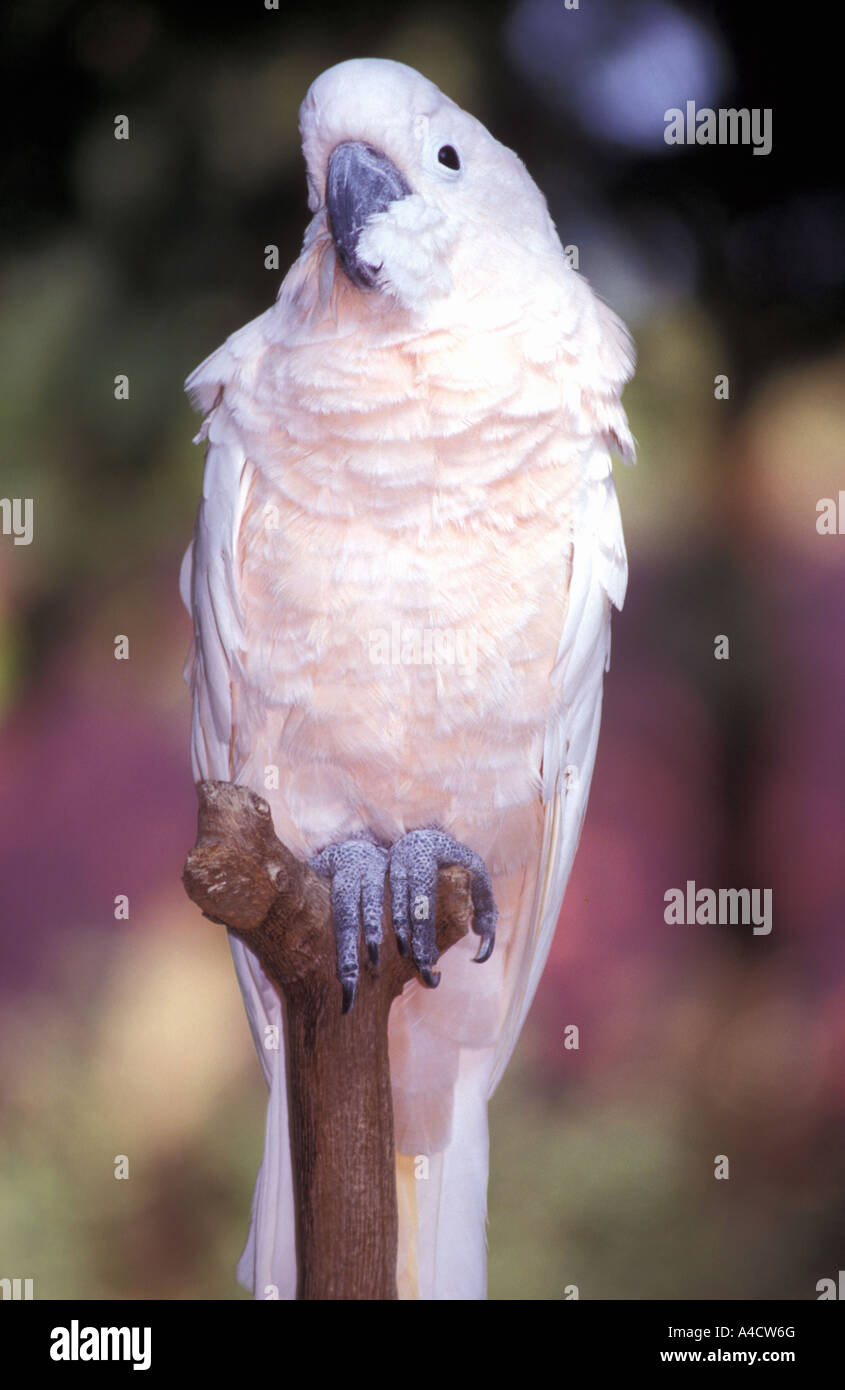 Schwefel crested cockatoo Stockfoto