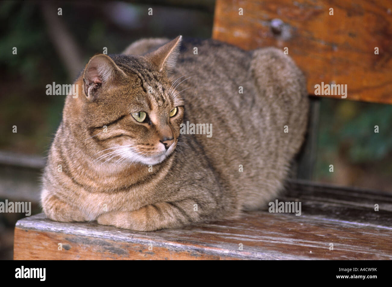 Tabby Katze sitzt auf der Parkbank Stockfoto