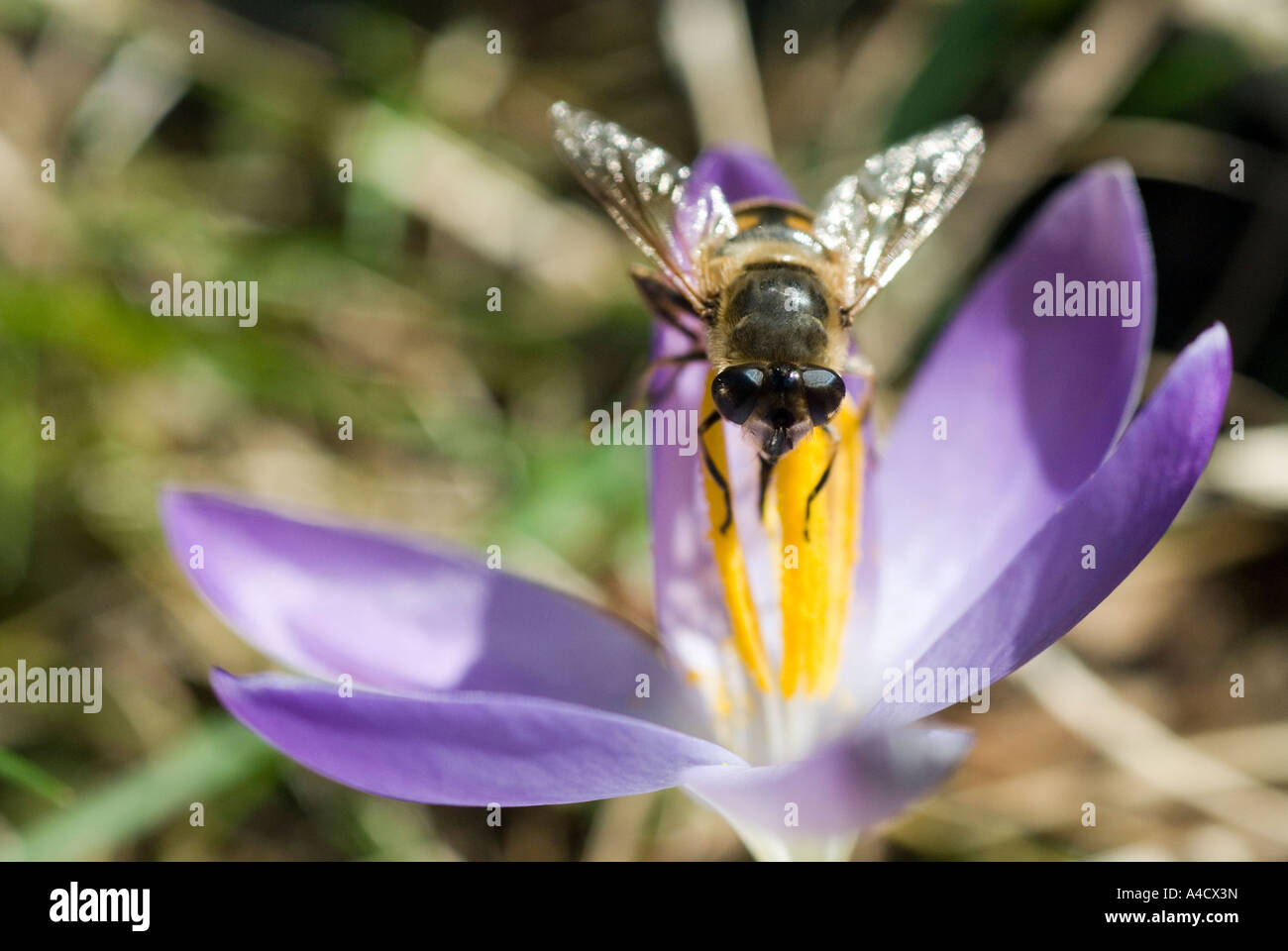 Frühlings-Krokus und schweben fliegen Stockfoto