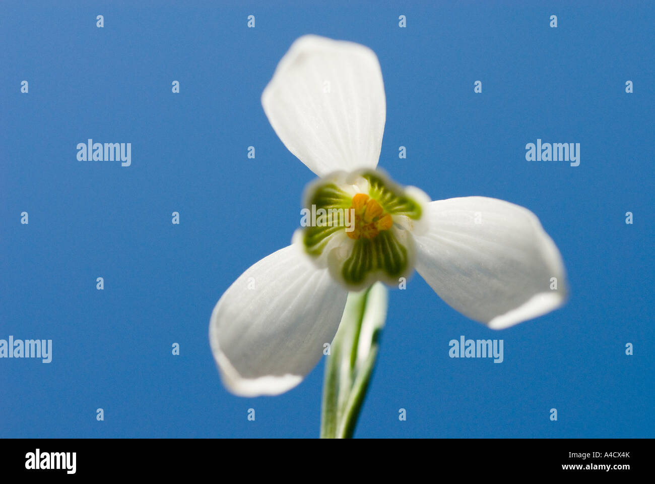 Schneeglöckchen im blauen Himmel Stockfoto