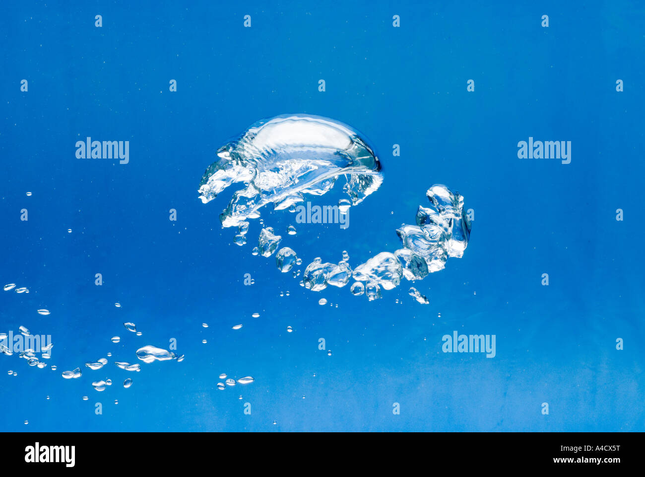 eine große helle Luftblase und viele der kleinen vor blauem Hintergrund steigen zur Wasseroberfläche Stockfoto