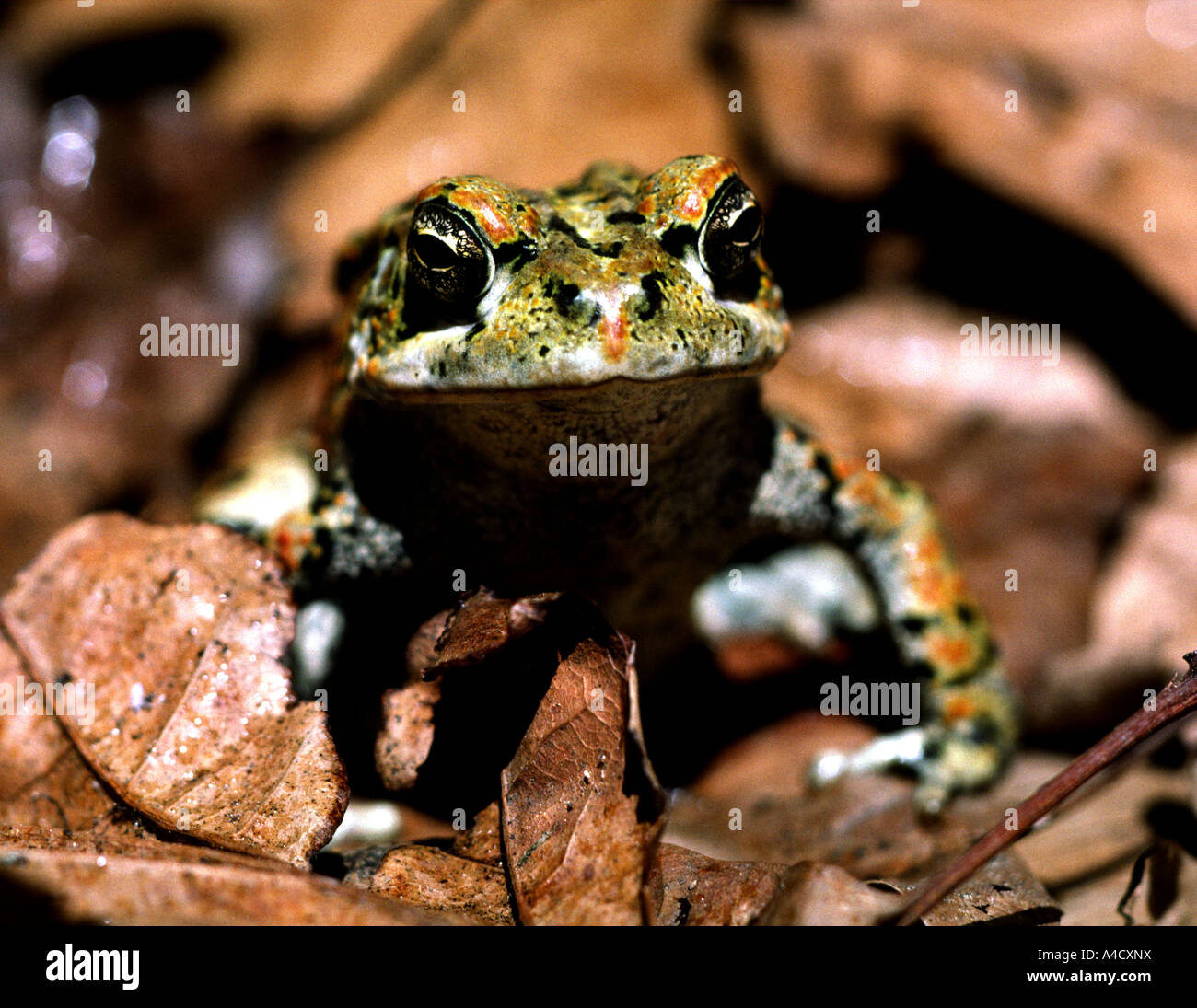 Westliche Kröte Bufo Boreas im Hinterhofgarten San Francisco Kalifornien, USA Stockfoto