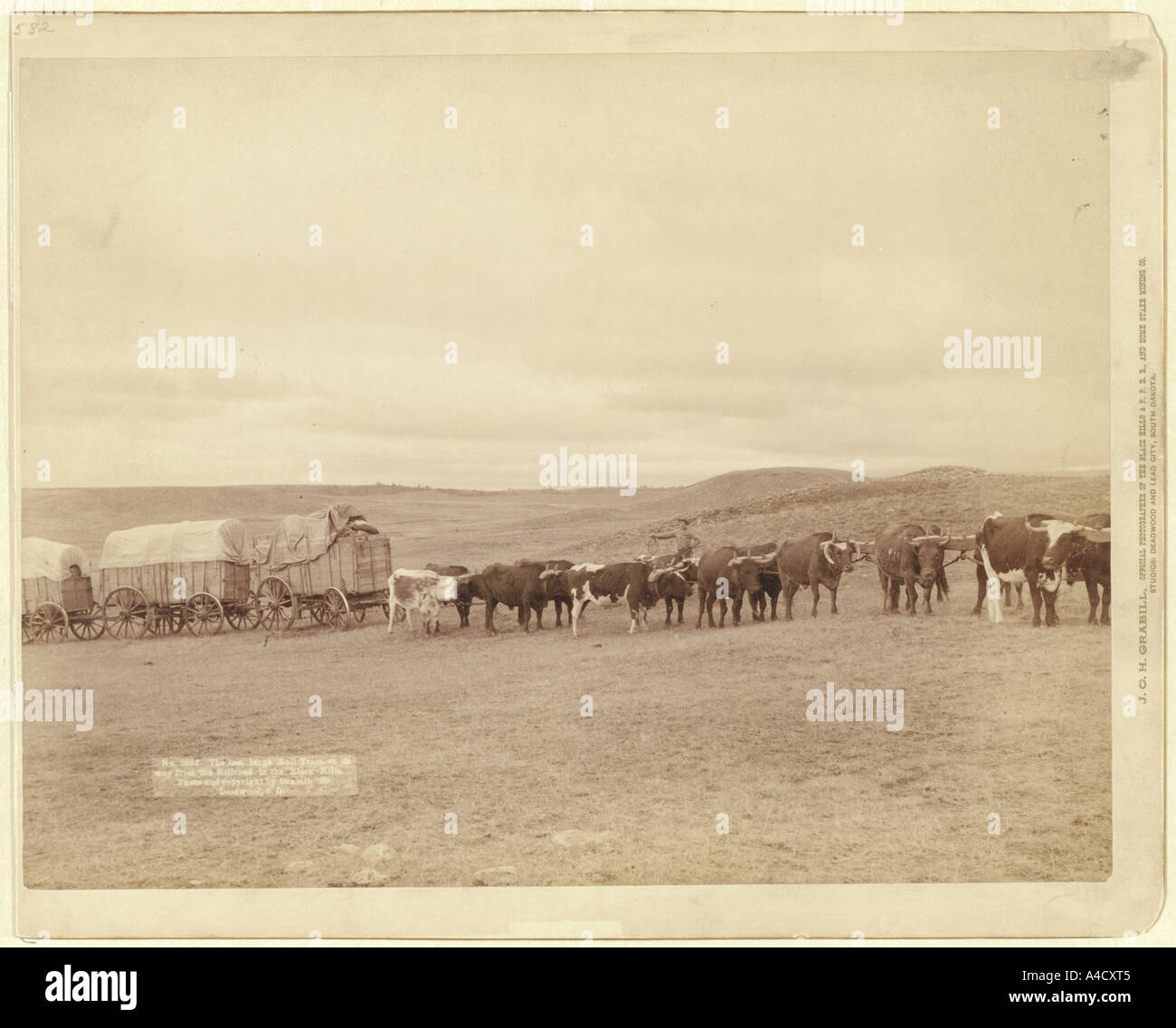 Zug von Ochsen und drei Wagen im Freiland der letzten großen Stier Zug auf dem Weg von der Eisenbahn zu den Black Hills von South Stockfoto