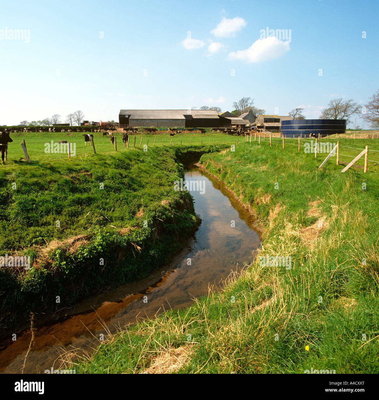 Landwirtschaft ländliche Wasserlauf in Gefahr der Verschmutzung von Nitrat reichen run-off für die Milchwirtschaft Stockfoto