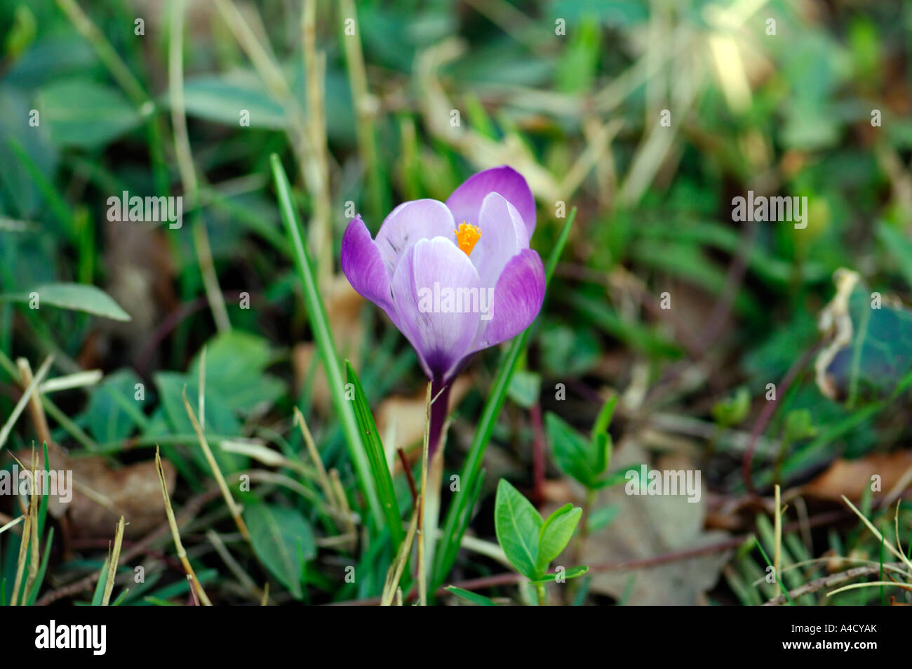 Blick auf ein Crocus Stockfoto