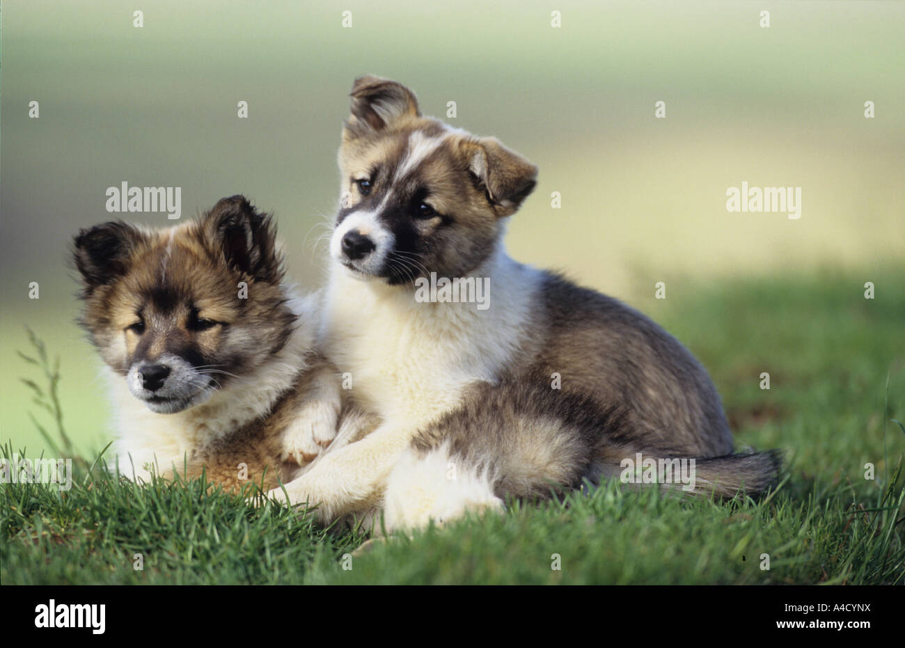 Isländische Hund Isländisch, Schäferhund (Canis Lupus Familiaris), zwei  Welpen auf dem Rasen Stockfotografie - Alamy