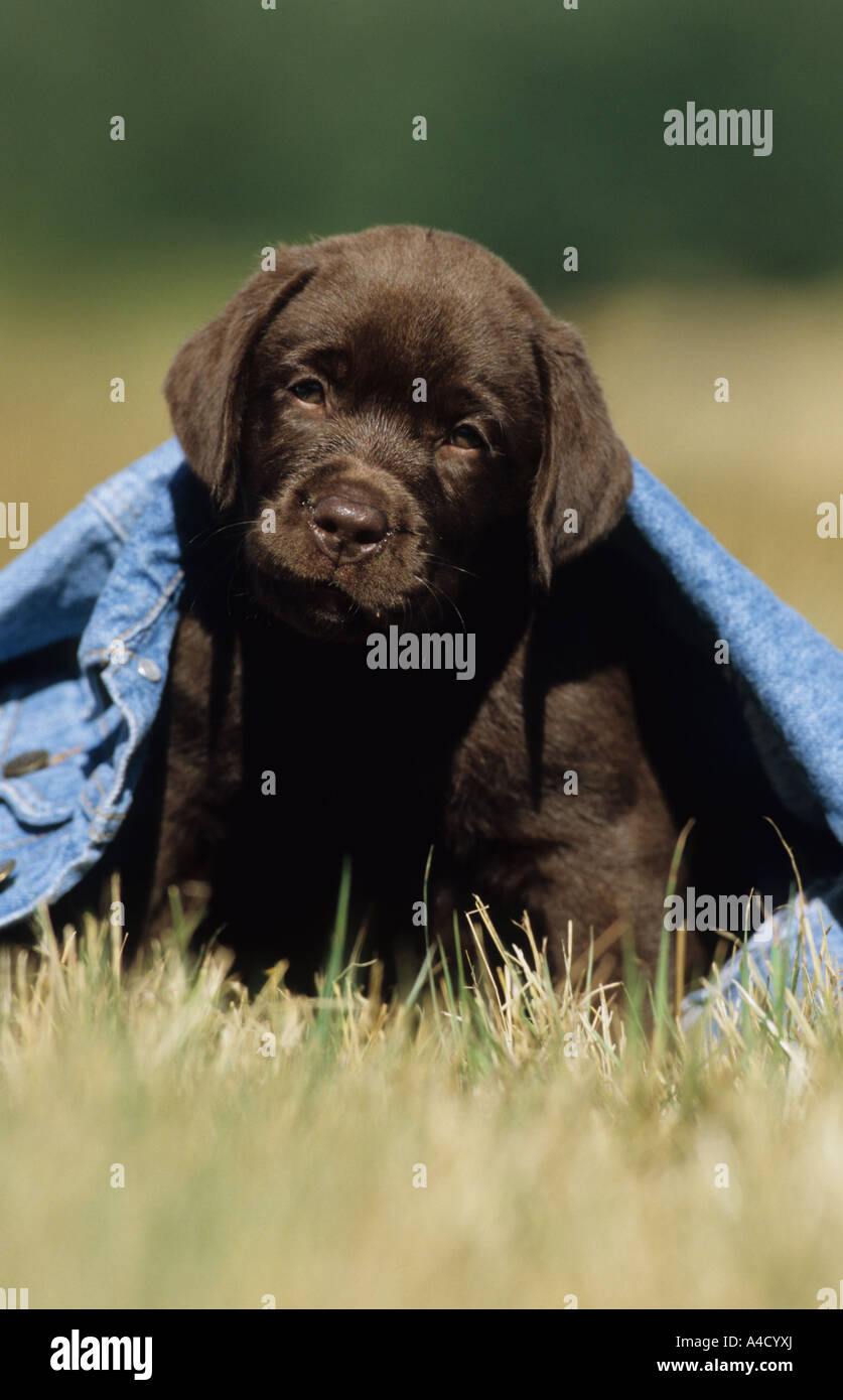 Labrador Retriever (Canis Lupus Familiaris), Welpen aus einer jeans Stockfoto