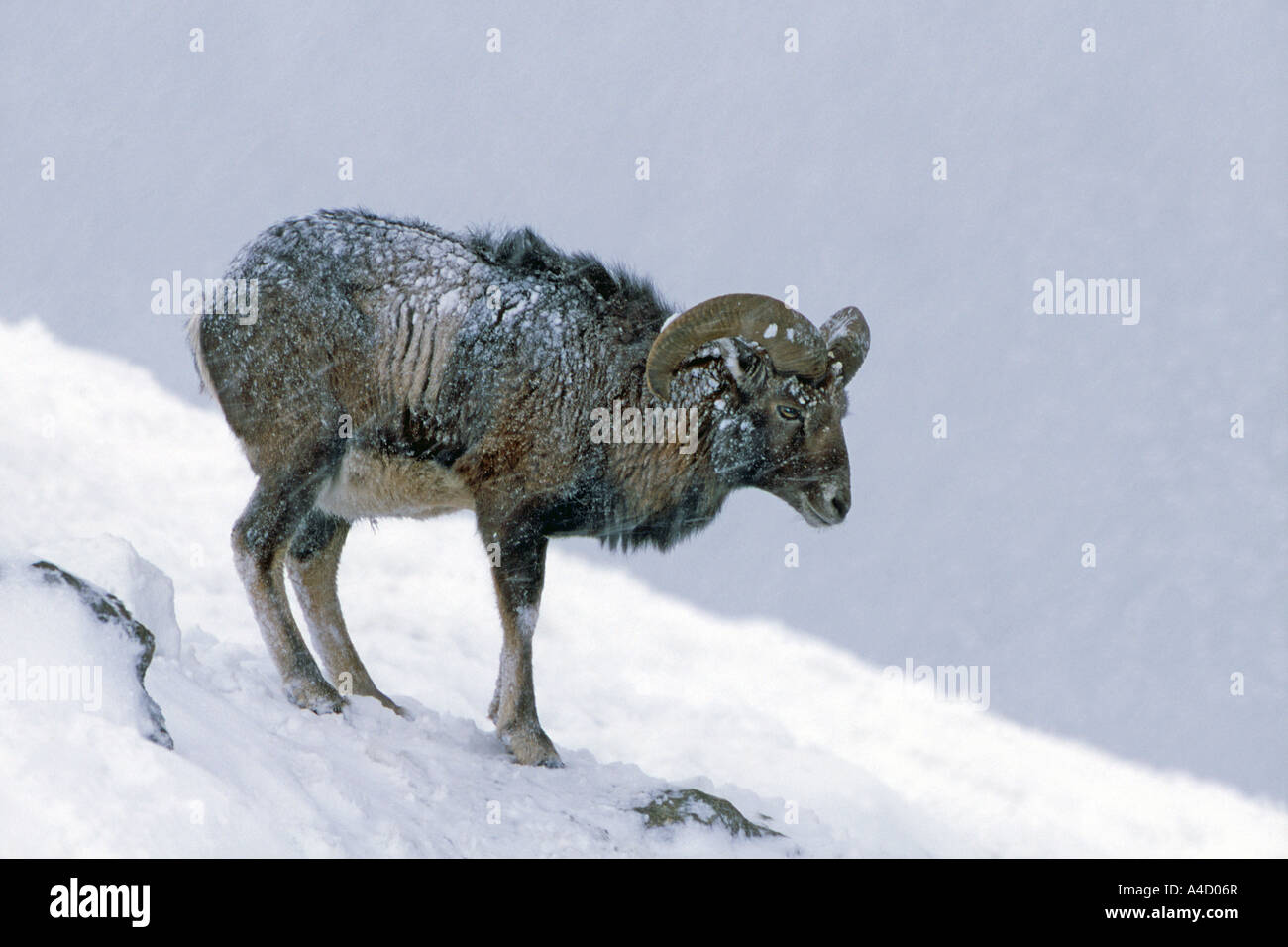 Mufflon (Ovis Ammon Musimon, Ovis Musimon) im Schnee. Österreich, Januar Stockfoto