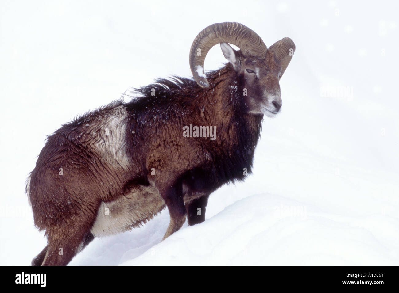 Mufflon (Ovis Ammon Musimon, Ovis Musimon), ram im Schnee Stockfoto