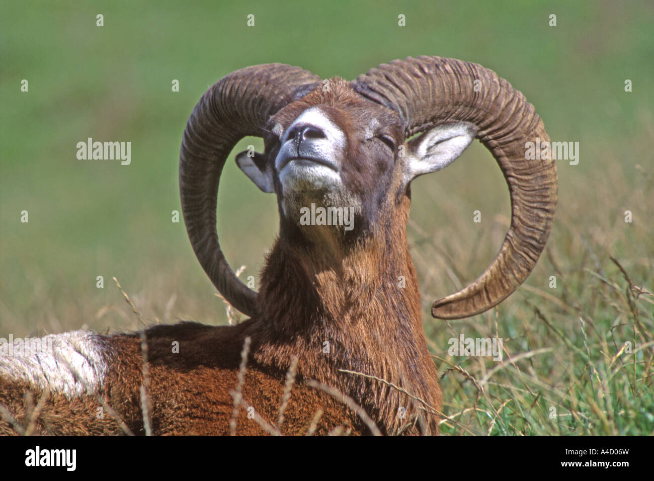 Mufflon (Ovis Ammon Musimon, Ovis Musimon), ram im Grass liegen Sonnen Stockfoto