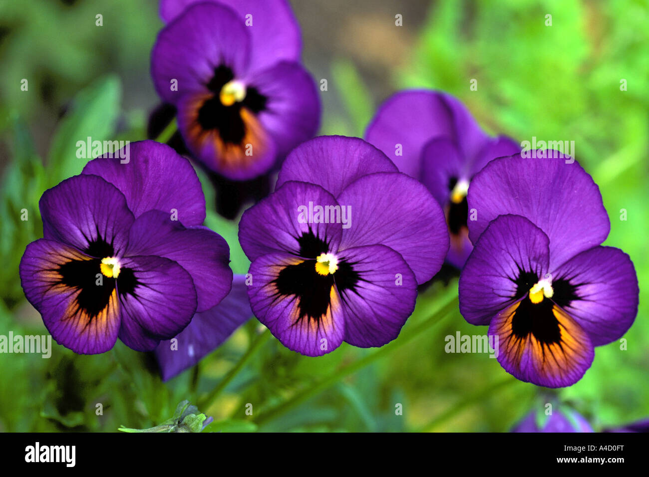 Garten-Stiefmütterchen (Viola X wittrockiana), Blumen Stockfoto