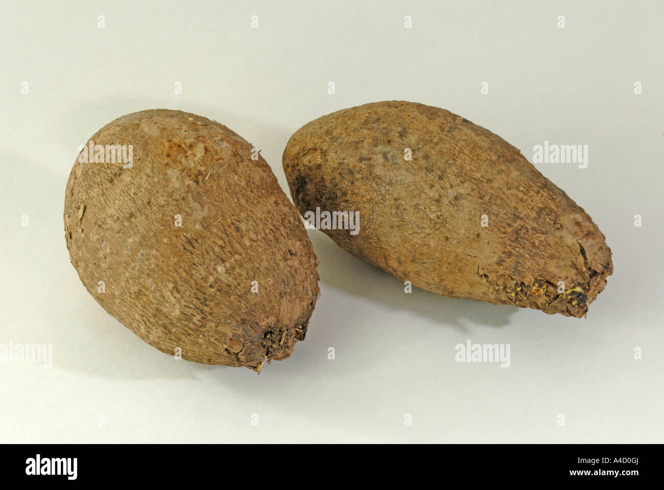 Coco-Yam, Dasheen, Taro (Colocasia Esculenta Antiquorum), Zwiebeln, Studio Bild Stockfoto