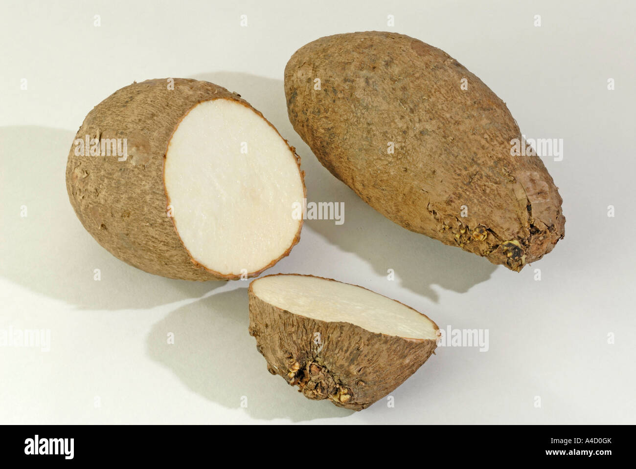 Coco-Yam, Dasheen, Taro (Colocasia Esculenta Antiquorum), Zwiebeln, Studio Bild Stockfoto