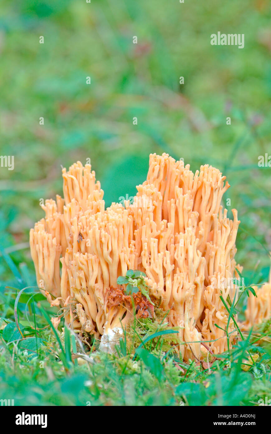 Wiese Coral (Clavulinopsis Corniculata). Österreich, September Stockfoto
