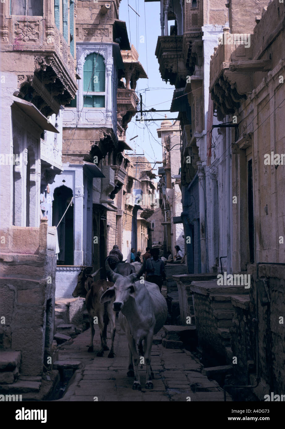 Eine heilige Kuh steht mitten auf der Straße, Jaisalmer, Rajasthan, Indien Stockfoto