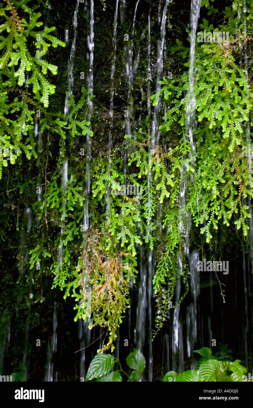 Detail der Farn und tropft an La Paz Wasserfall Gärten, Valle Central & Highlands, Costa Rica Stockfoto