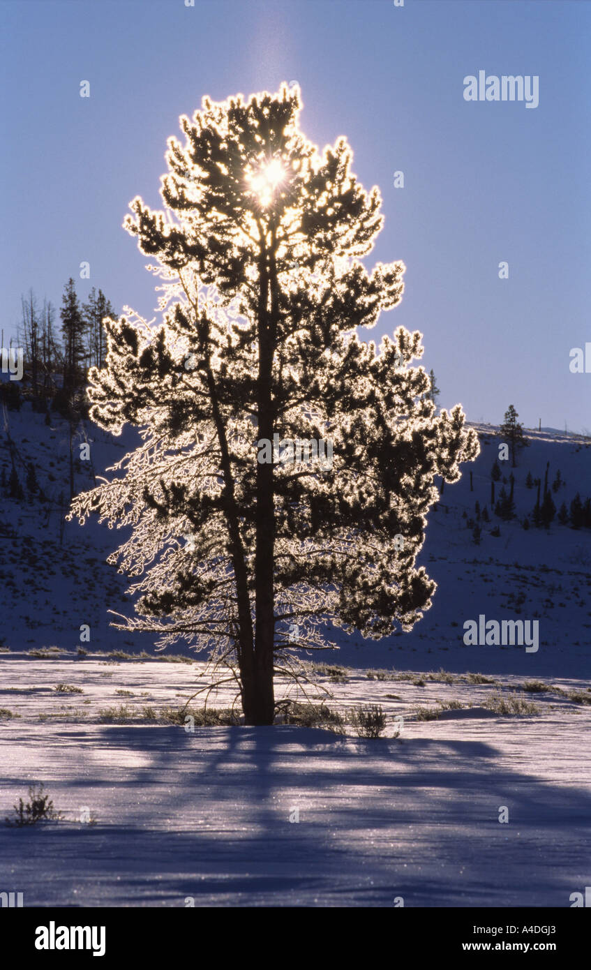 Sonne scheint durch frostige Lodgepole pine Stockfoto