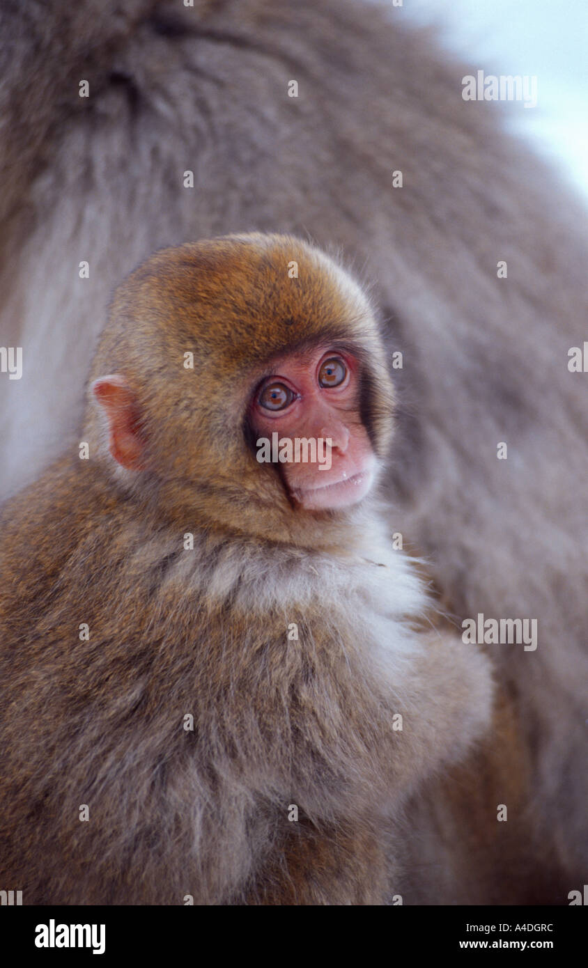 Japanischen Makaken, Macaca Fuscata, Baby gewiegt von Mutter im Affenpark Jigokudani, Japan im Januar Stockfoto