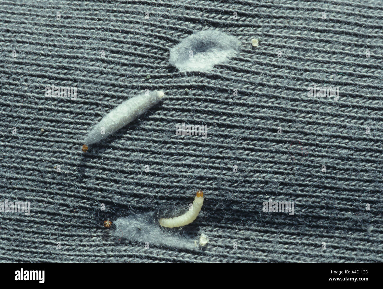 Kleider Motten Larven, Tineola Bisselliella, mit seidenen Fällen an der Kleidung befestigt. Stockfoto