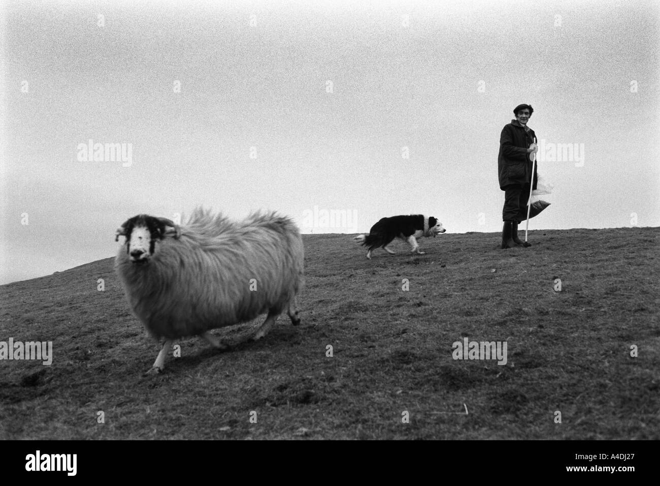 Ein Hirte mit seinem Gauner, Schafen und Schäferhund Stockfoto