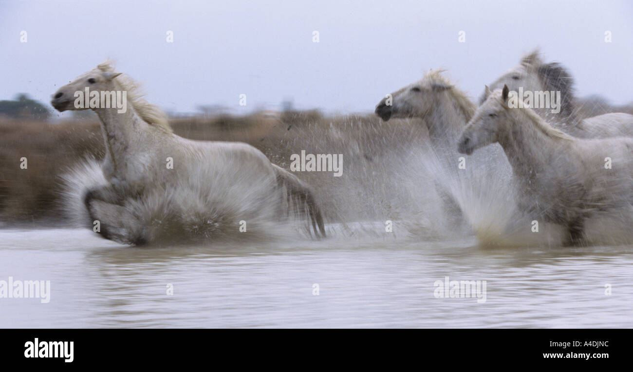 Weiße Pferde laufen durch das Wasser, die Camargue, Frankreich. Stockfoto