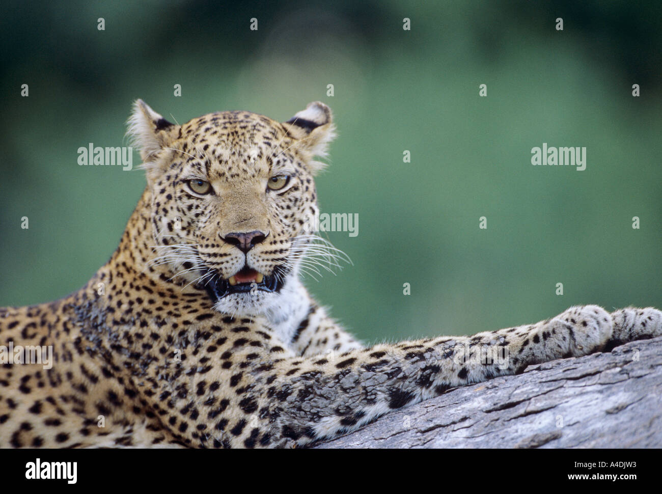 Leopard, Panthera Pardus, auf umgestürzten Baum, Moremi Game Reserve, Okavango Delta, Botswana. Stockfoto