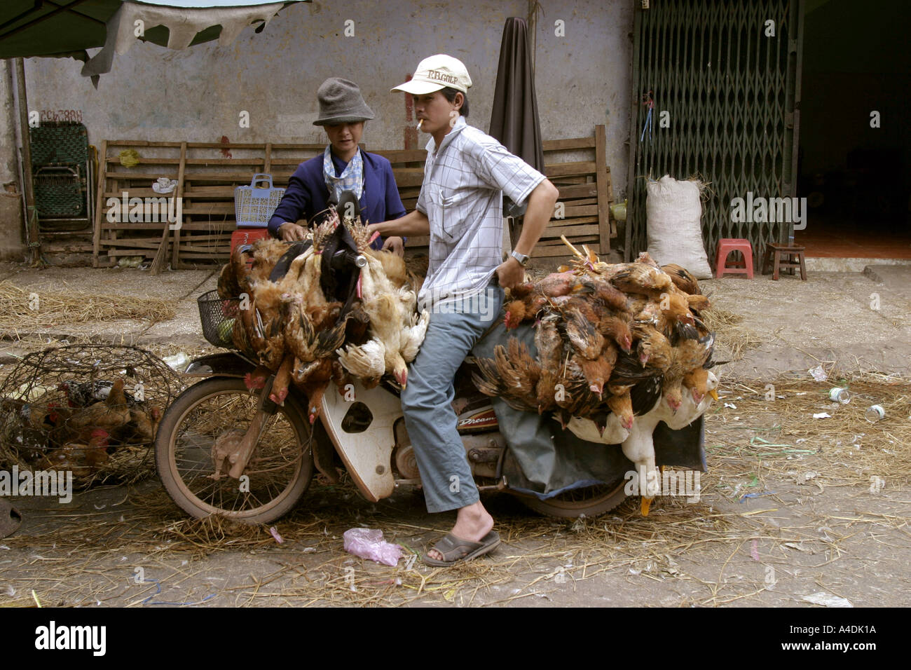 Die Geflügel-Markt Mann auf dem Motorrad beladen mit Hühnern. Saigon, Vietnam Stockfoto