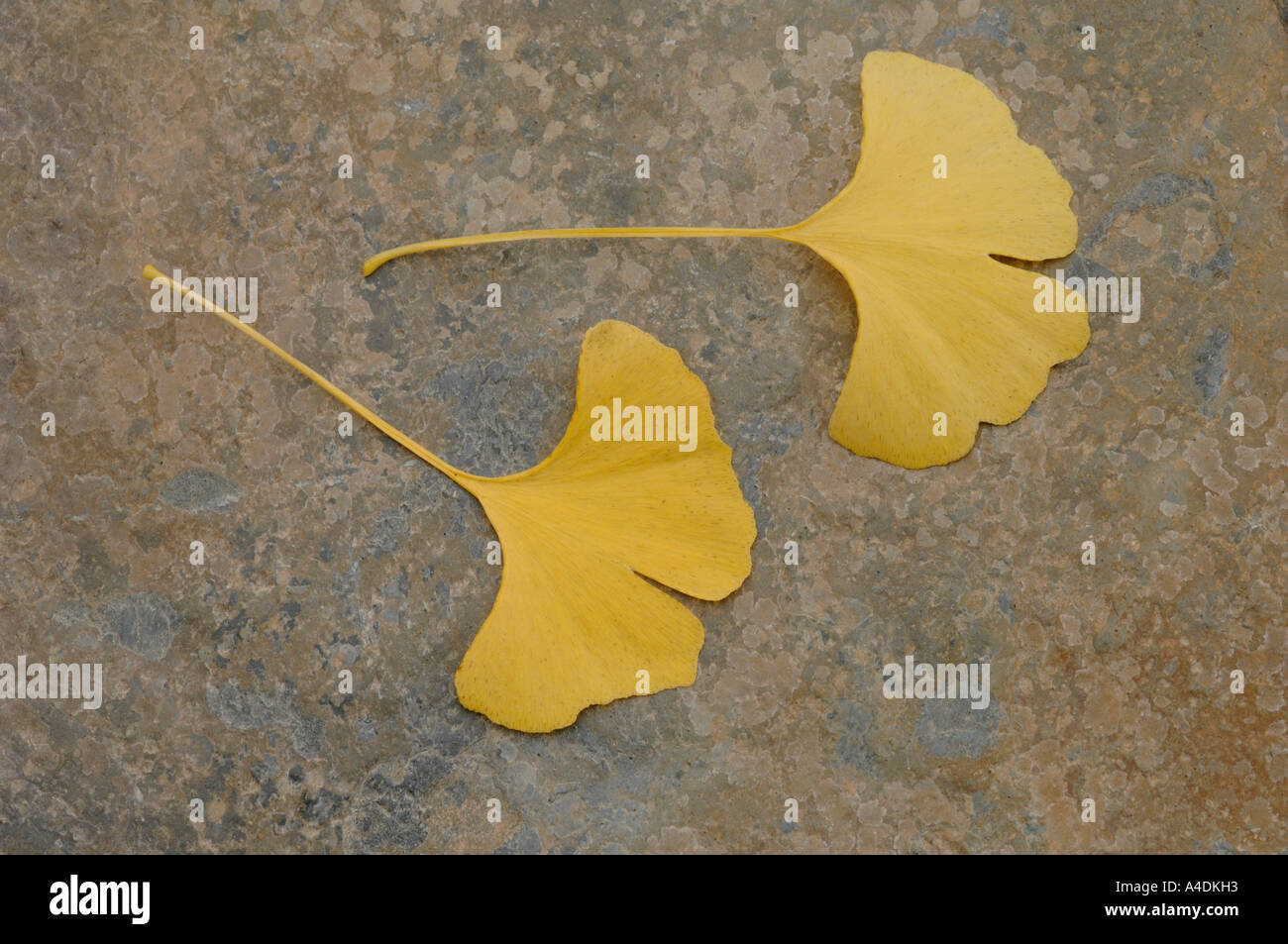 Autumn Ginkgo Biloba Autumn Gold Stockfotos Und Bilder Kaufen Alamy