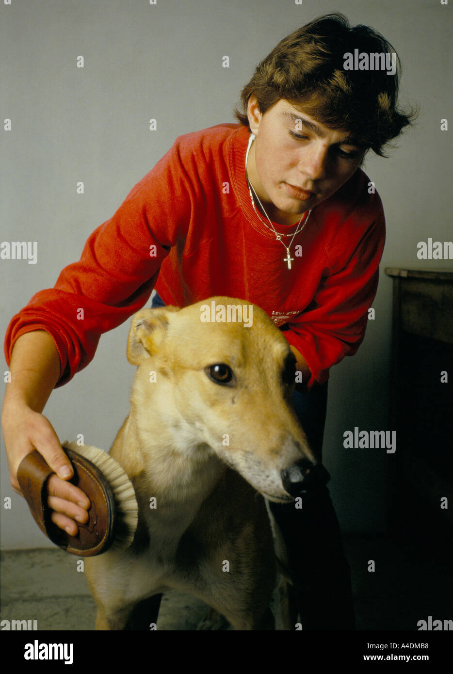 Pflege Windhund in Norfolk, Großbritannien Stockfoto