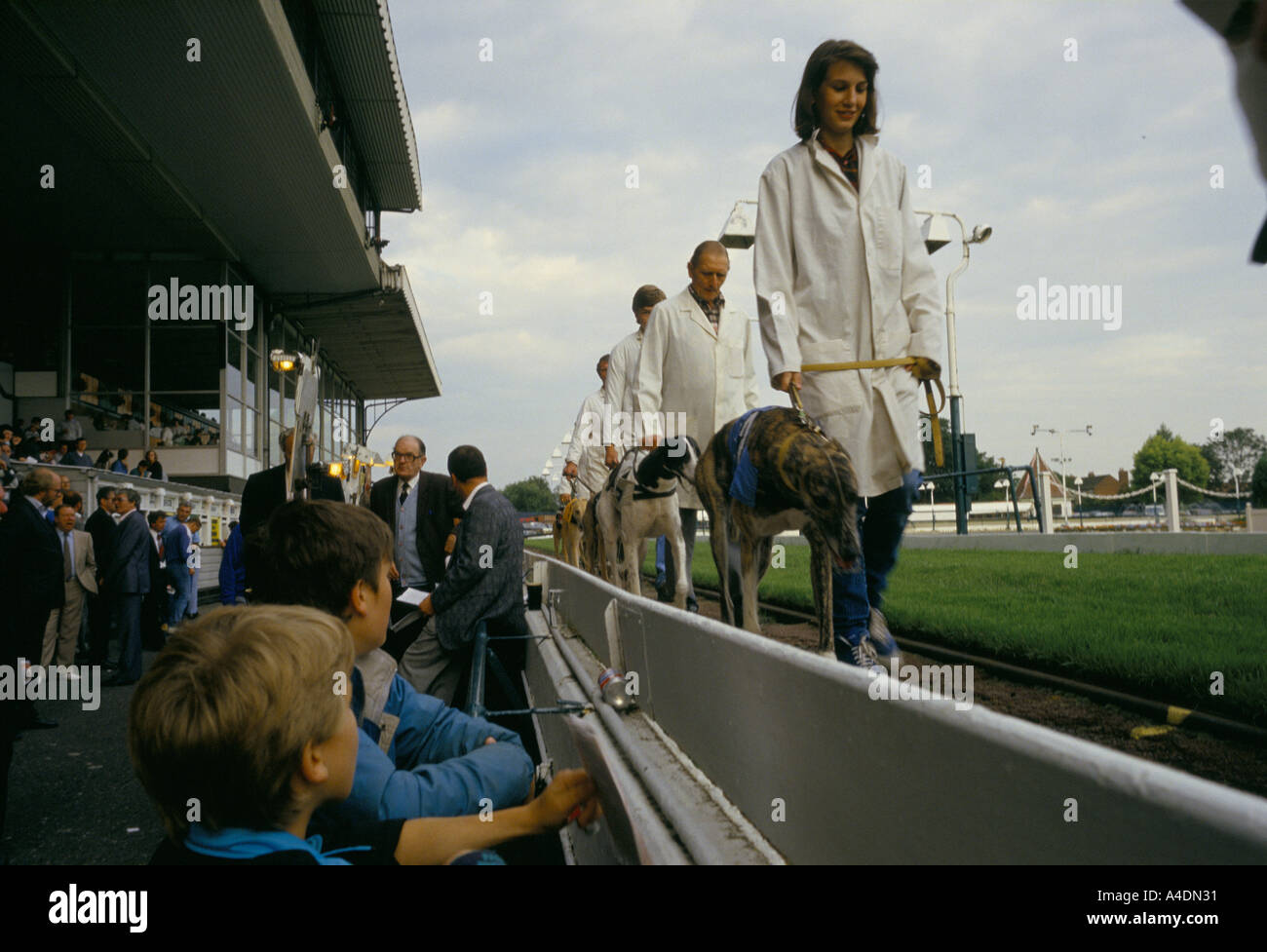 Assistenten parade die Hunde bei den Greyhound-Rennen im Walthamstow Stadium, London, UK Stockfoto