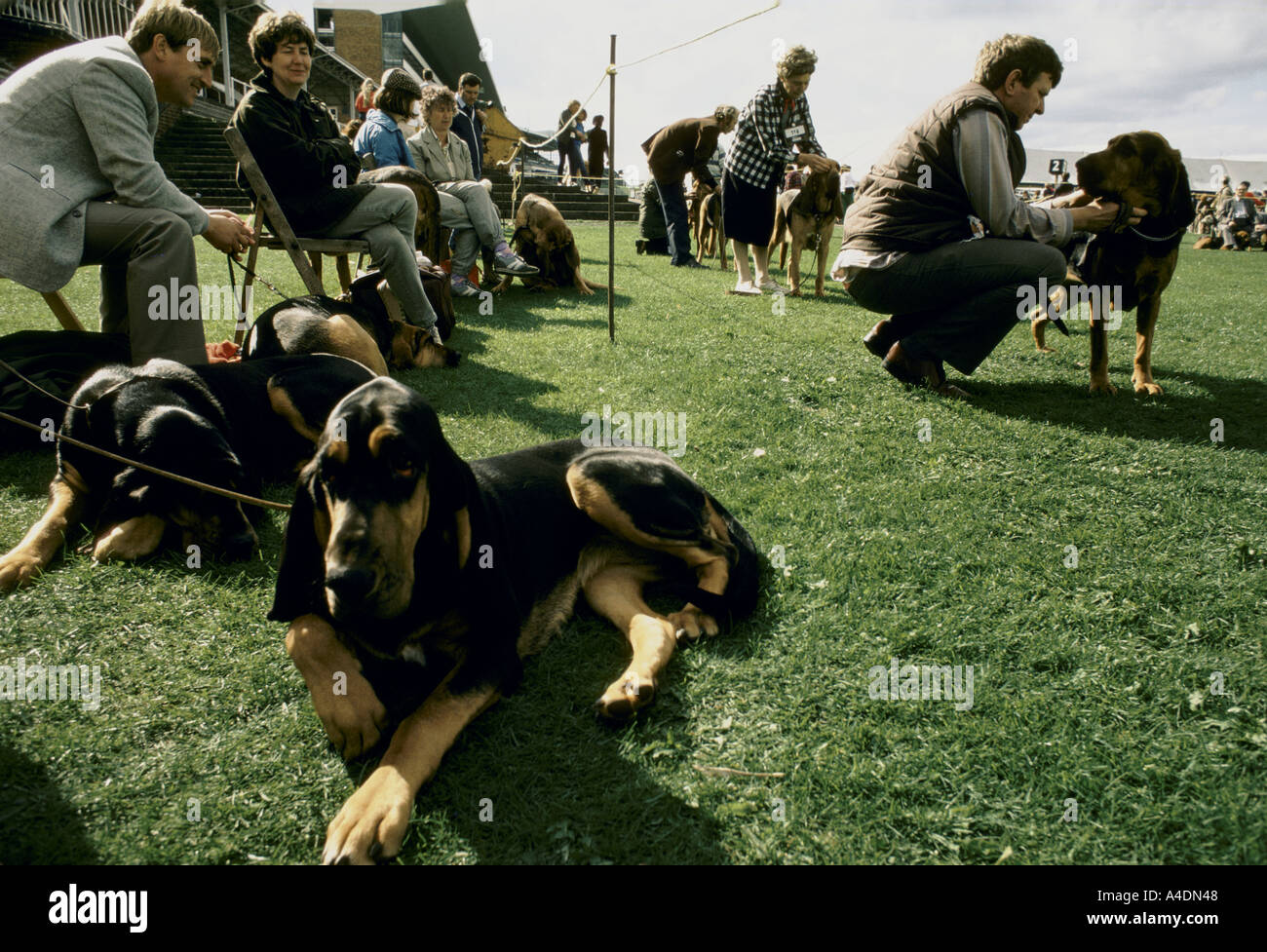 Besitzer mit Hunden beim Bloodhound-Wettbewerb in Ascot, Großbritannien Stockfoto