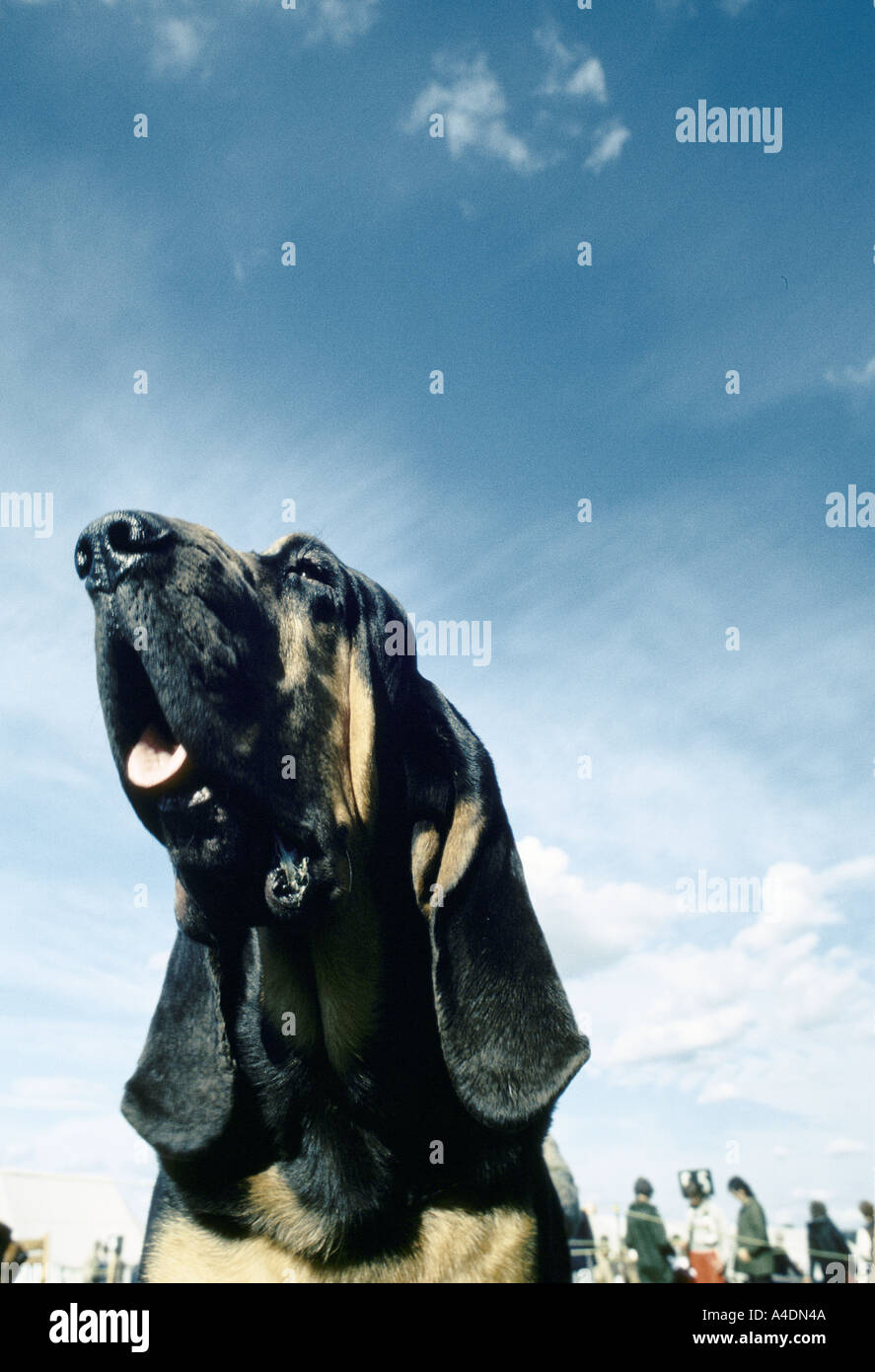 Porträt eines Hundes, der Bloodhound-Wettbewerb in Ascot, United Königreich5 Stockfoto