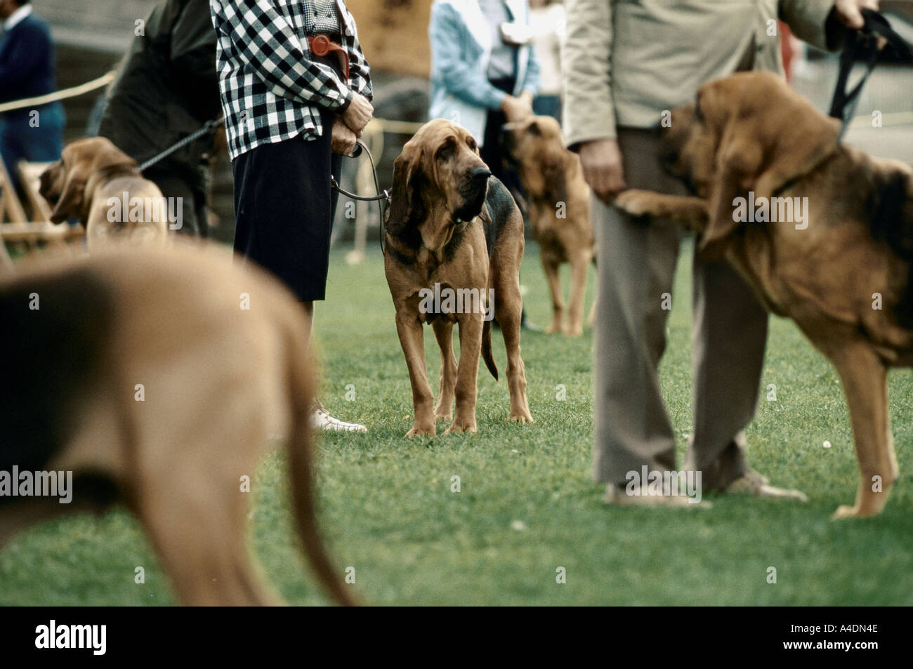 Besitzer mit ihren Hunden, die Bloodhound-Wettbewerb in Ascot, Großbritannien Stockfoto
