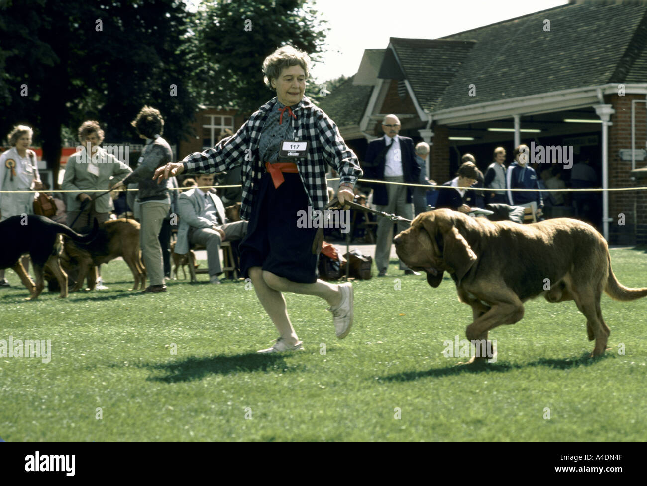 Eine Frau-Besitzer mit ihrem Hund an der Leine laufen, während des Bloodhound-Wettbewerbs in Ascot, Großbritannien Stockfoto
