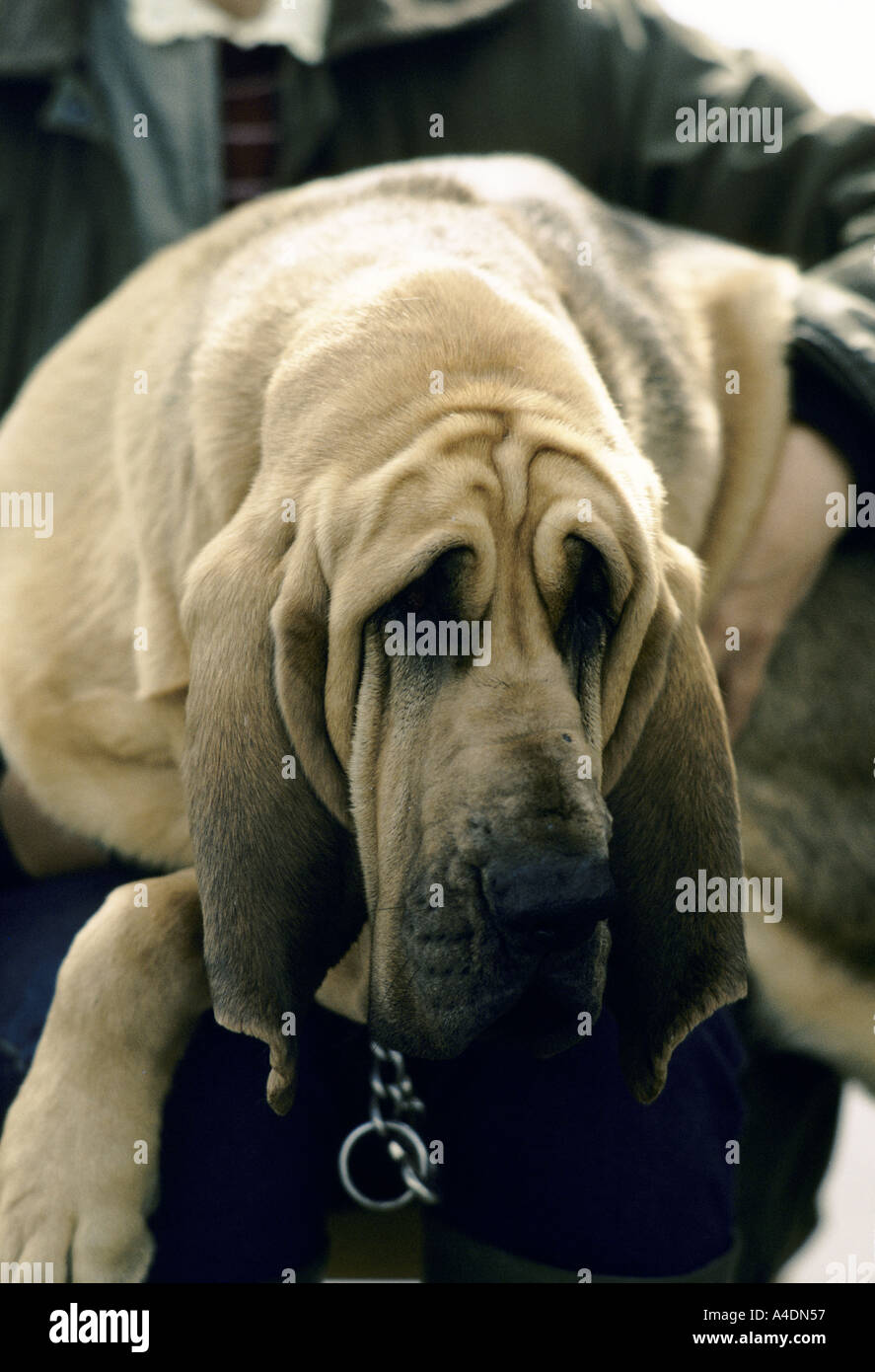 Ein Porträt eines Hundes, Bloodhound-Wettbewerb in Ascot, Großbritannien Stockfoto