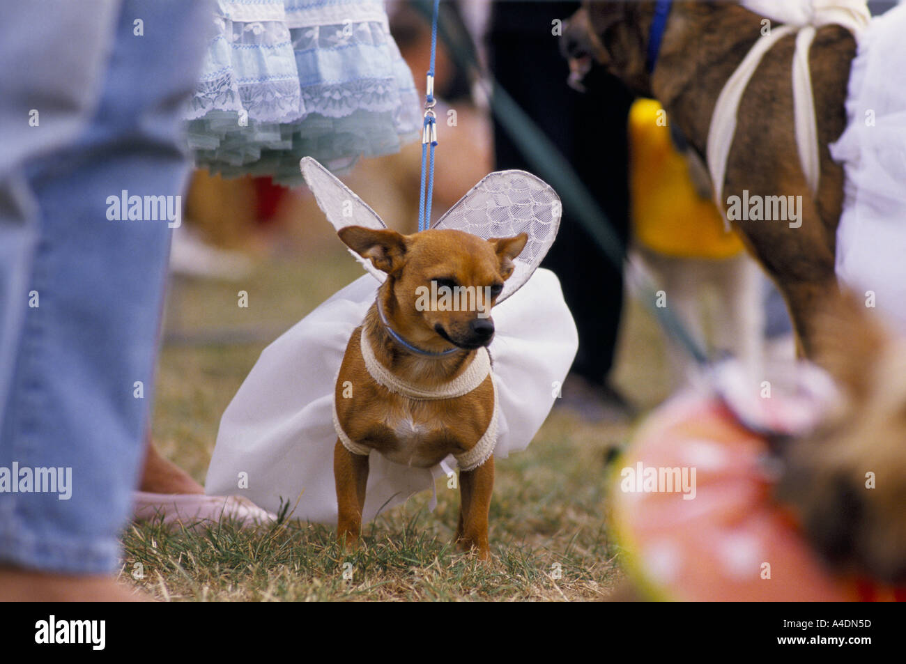 Ein kleiner Hund trägt ein paar Engelsflügel handgenäht, Scruffts Dog Show ins Lächerliche Crufts, UK Stockfoto