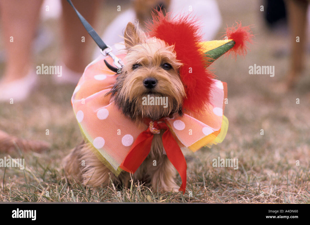 Ein Porträt eines kleinen Hundes in einem rosa Kostüm, zeigen Scruffts Hund ins Lächerliche Crufts, UK Stockfoto