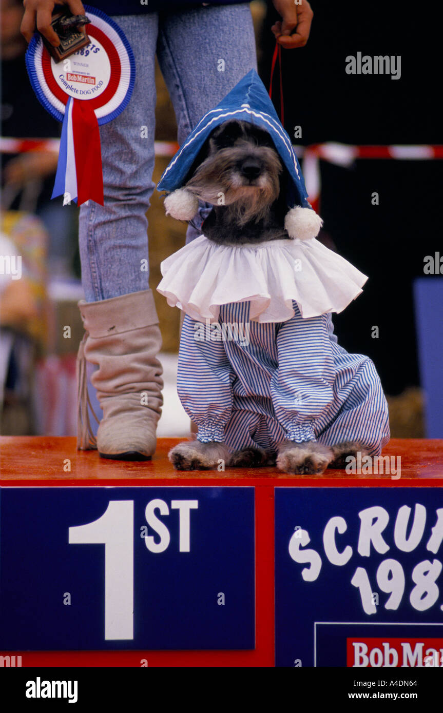 Ein Sieger auf dem Podium zu stehen, tragen ein Clown Kostüm bei Scruffts Dog Show, UK Stockfoto