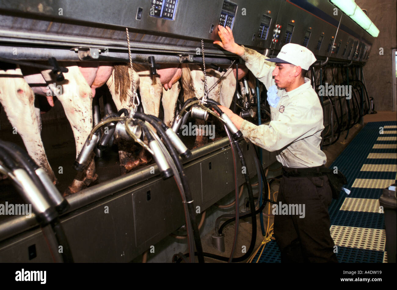 Ein Landarbeiter Melken eine Milchviehherde mit Melkmaschinen auf einem Bauernhof in der Nähe von Fresno Kalifornien USA Stockfoto