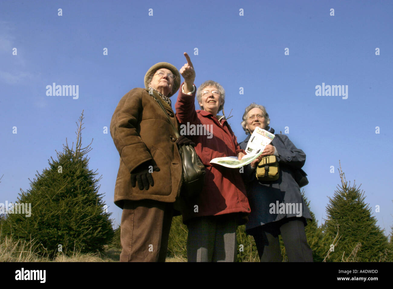 Drei Besucher lesen eine Karte in der Bedgebury nationalen Pinetum in Kent UK Stockfoto