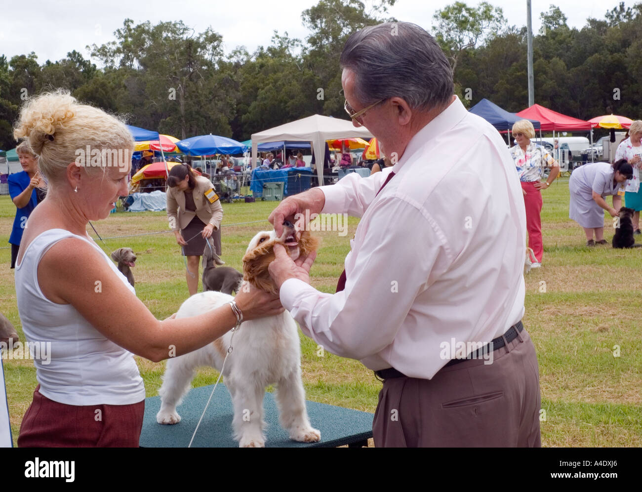 Ein junger Hund bekommt auf einer regionalen Messe in Australien beurteilt. DSC 8286 Stockfoto