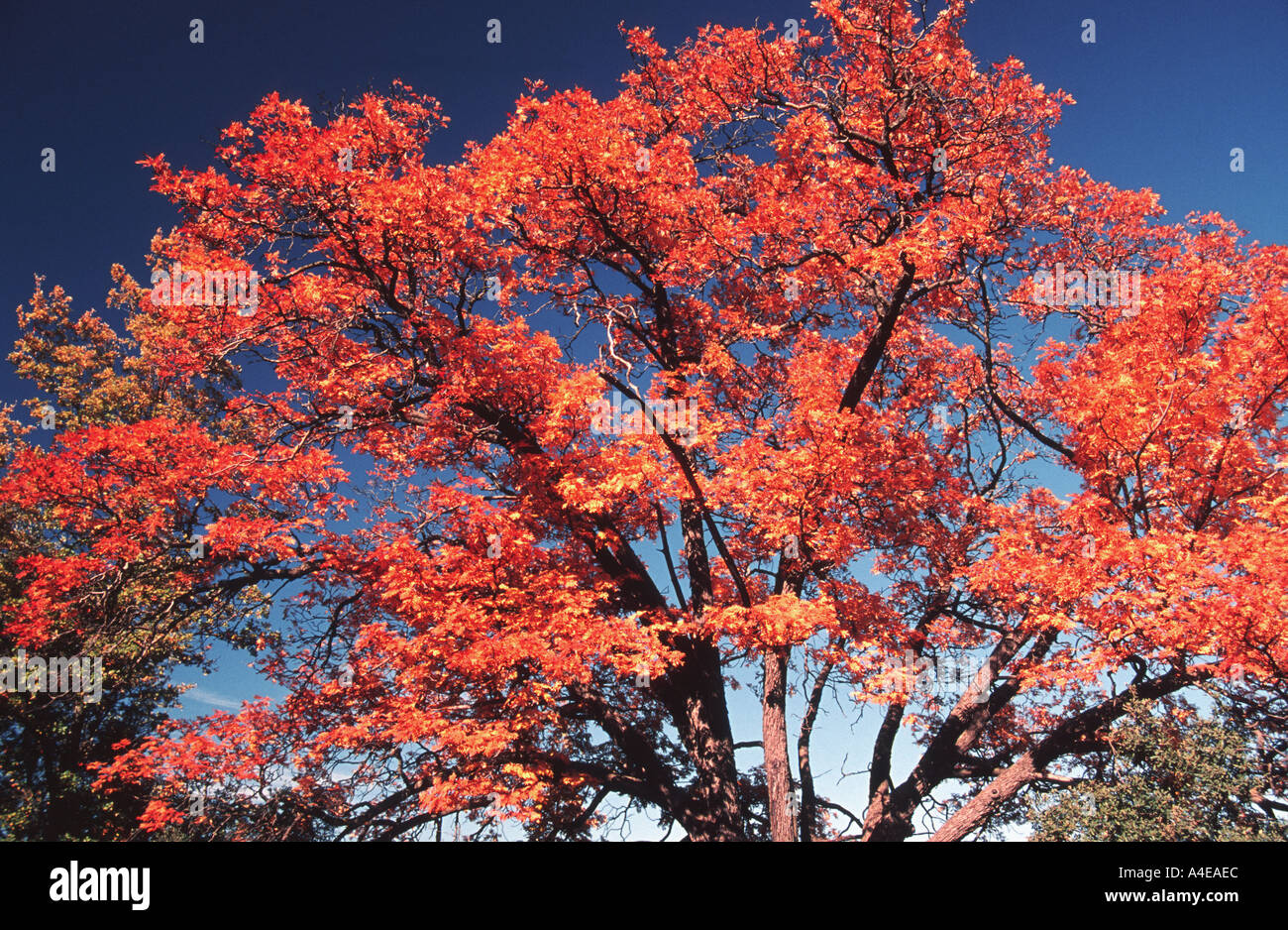 Speierling Sorbus domestica Stockfoto