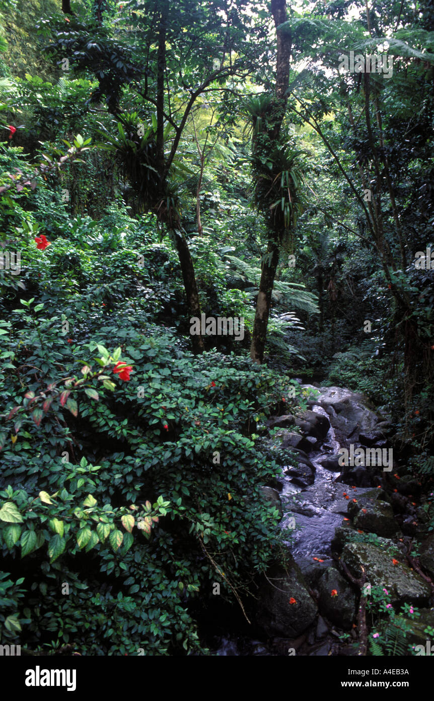 El Yunque Regenwald Puerto Rico Stockfoto