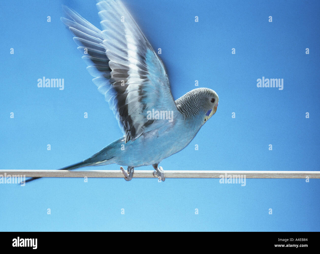 fliegenden blauen Wellensittich Vogel Flügel Unschärfe verschwimmen Fly away up Stockfoto