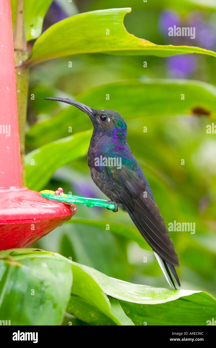 Kolibri auf Feeder, La Paz Wasserfall Gärten, Valle Central & Highlands, Costa Rica Stockfoto