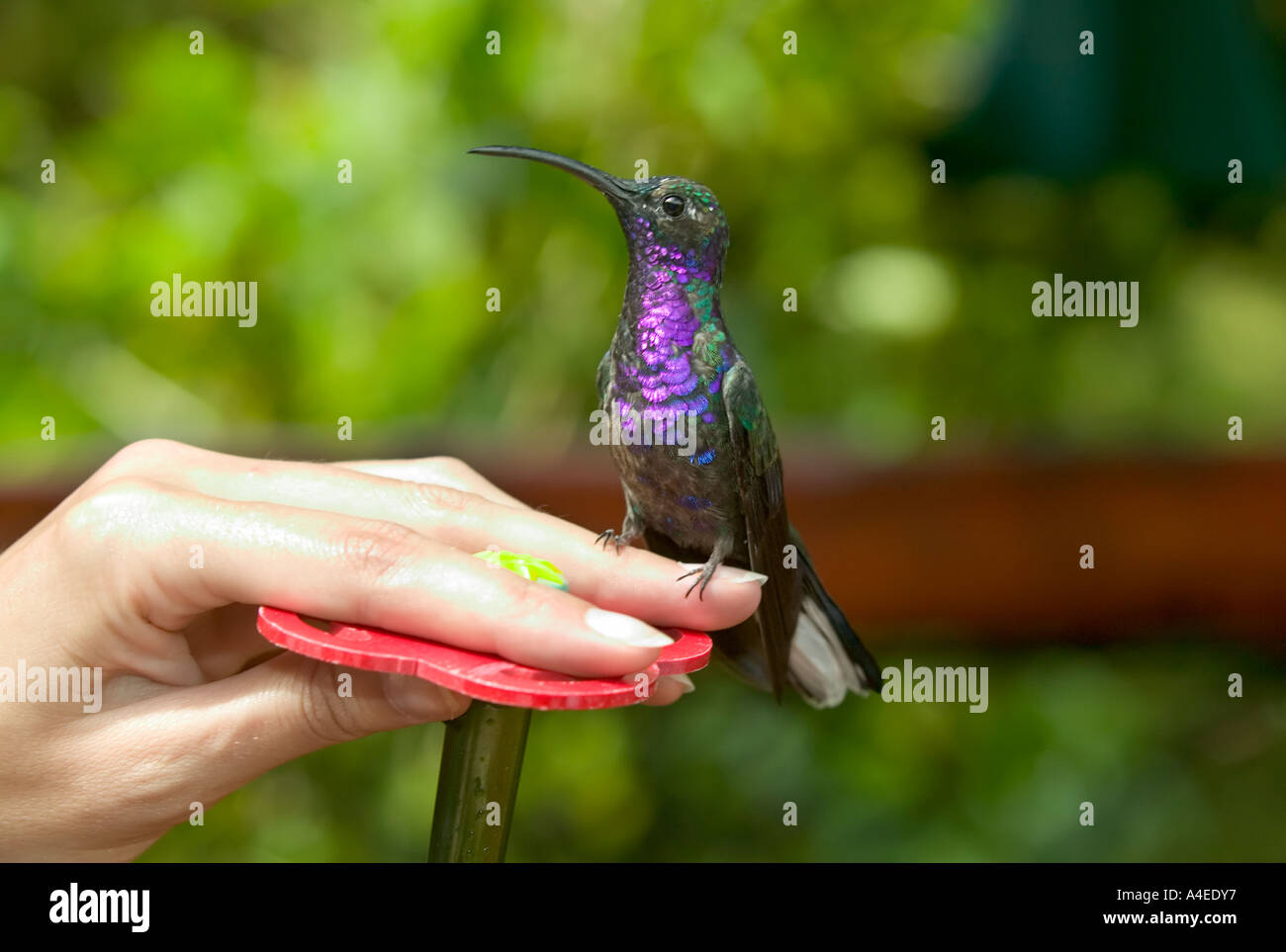 Hand-Fütterung Kolibri, La Paz Wasserfall Gärten, Valle Central & Hochland Costa Rica Stockfoto