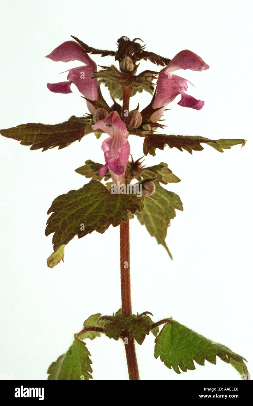 Heilpflanze Blüten lila Toten Brennnessel lila Toten Nessel Lamium  purpureum Stockfotografie - Alamy