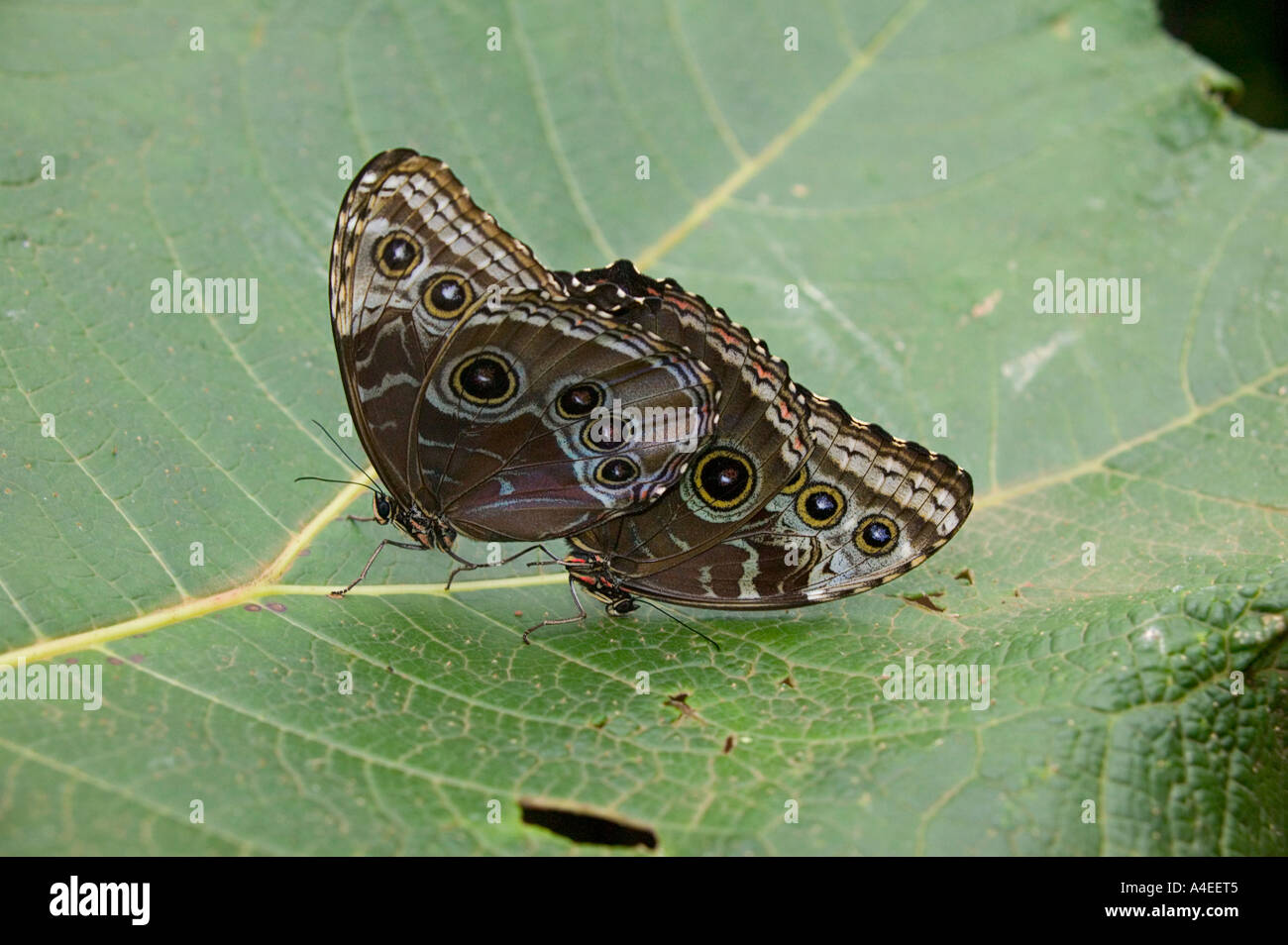 Blauen Morpho Schmetterling, La Paz Wasserfall Gärten, Valle Central & Highlands, Costa Rica Stockfoto