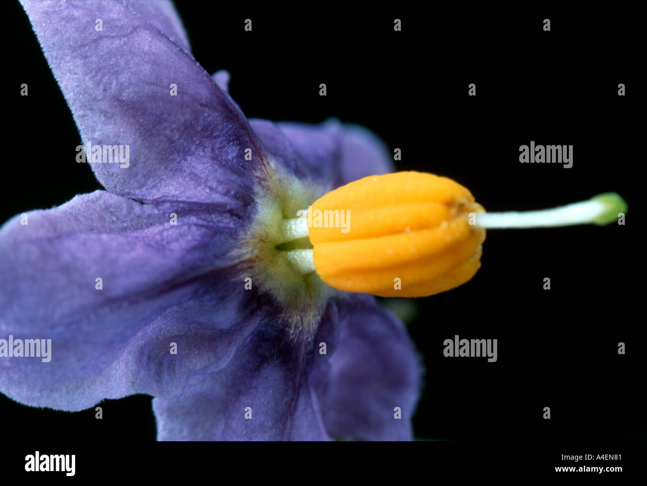 Chilenische Kartoffel Baum Blume, Solanum Crispum Glasnevin. Stockfoto